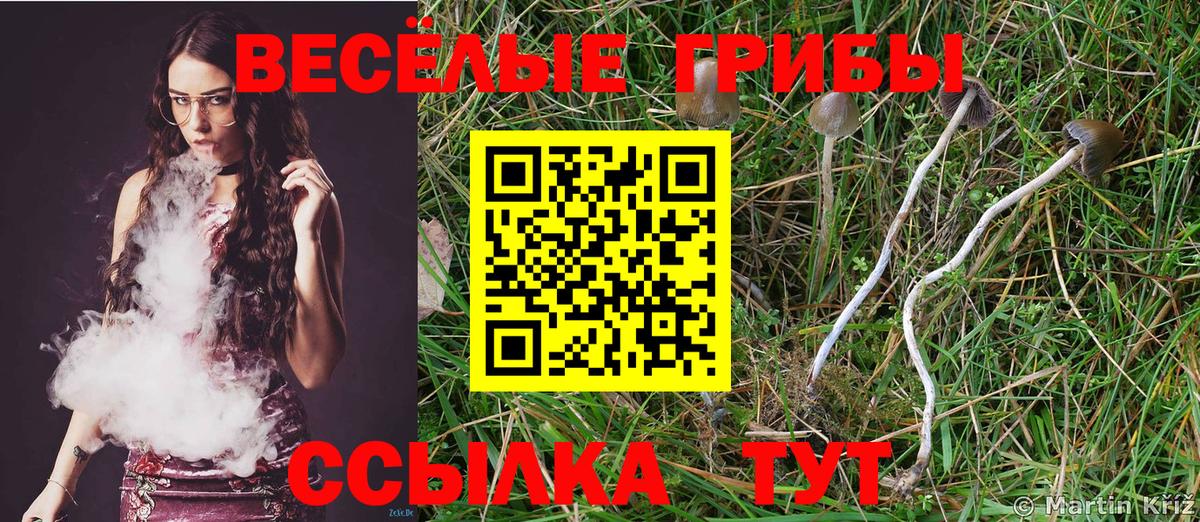 Галлюциногенные грибы Psilocybe Волгодонск